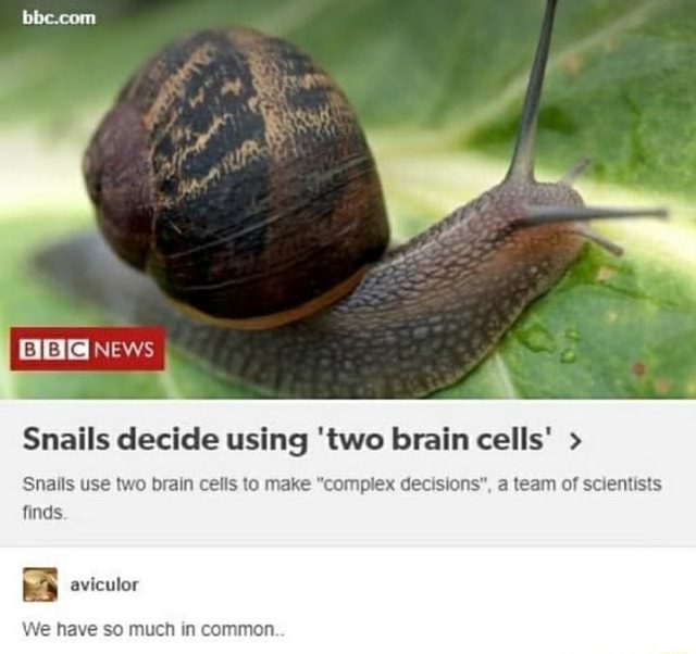 Snails decide using 'two brain cells' Snails use two brain cells to make decisions", a