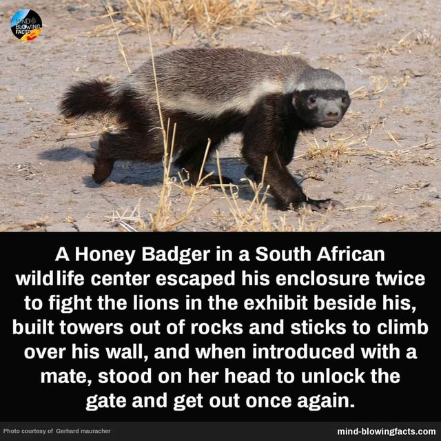 A Honey Badger in a South African wildlife center escaped his enclosure