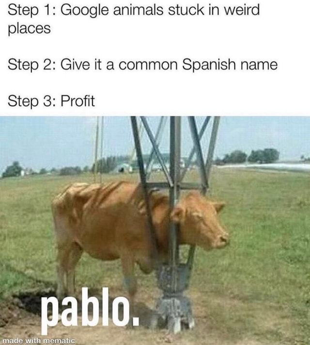 Step 1 Google animals stuck in weird places Step 2 Give