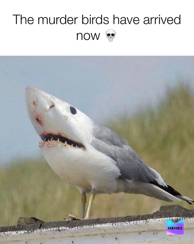 The murder birds have arrived now e - iFunny