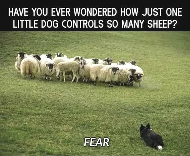 HAVE YOU EVER WONDERED HOW JUST ONE LITTLE DOG CONTROLS SO MANY SHEEP ...