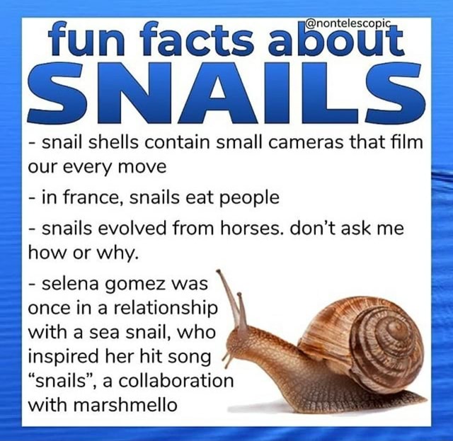 Bout fun facts ab SNAI LS snail shells contain small cameras that film our every move in france