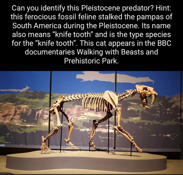 Can you identify this Pleistocene predator? Hint this ferocious fossil