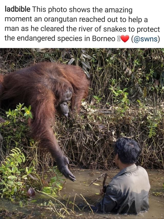 Ladbible This photo shows the amazing moment an orangutan reached out ...