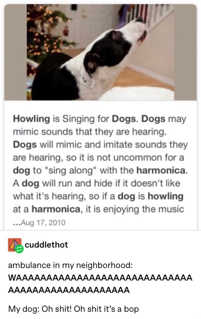 Howling is Singing for Dogs. Dogs may mimic sounds that they are