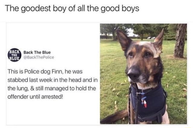 The goodest boy of all the good boys : XRMHM-Pm This IS Police dog Finn ...