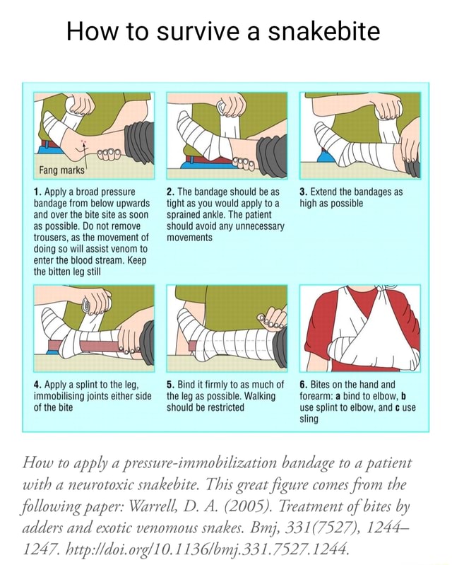 How to survive a snakebite Fang marks 1. Apply a broad pressure bandage ...