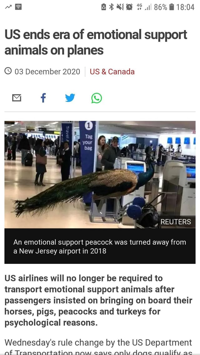 86 US ends era of emotional support animals on planes 03 December 2020