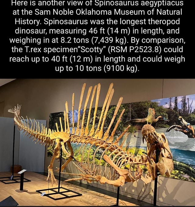 Here is another view of spinosaurus aegyptiacus at the Sam Noble