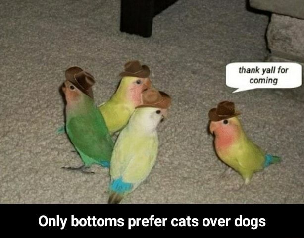 Ve prefere cão ou gata? SIM NÃO I - iFunny Brazil