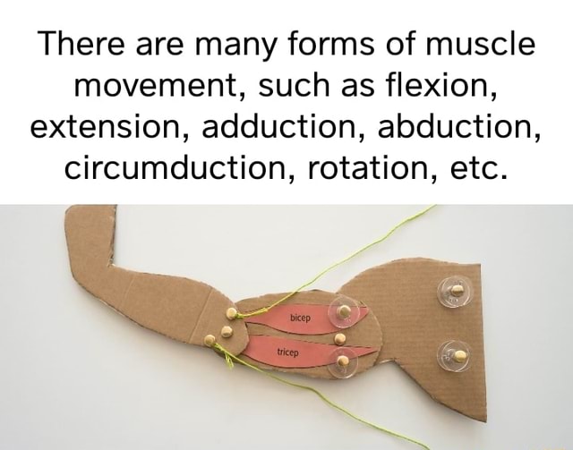 There are many forms of muscle movement, such as flexion, extension