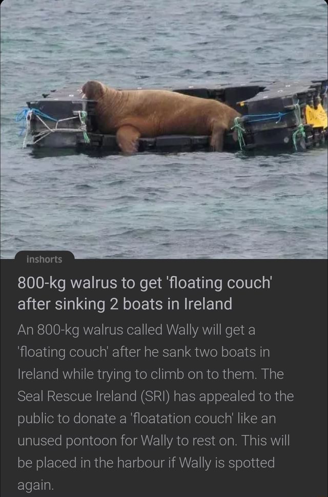 Inshorts 800-kg walrus to get 'floating couch' after sinking 2 boats in ...