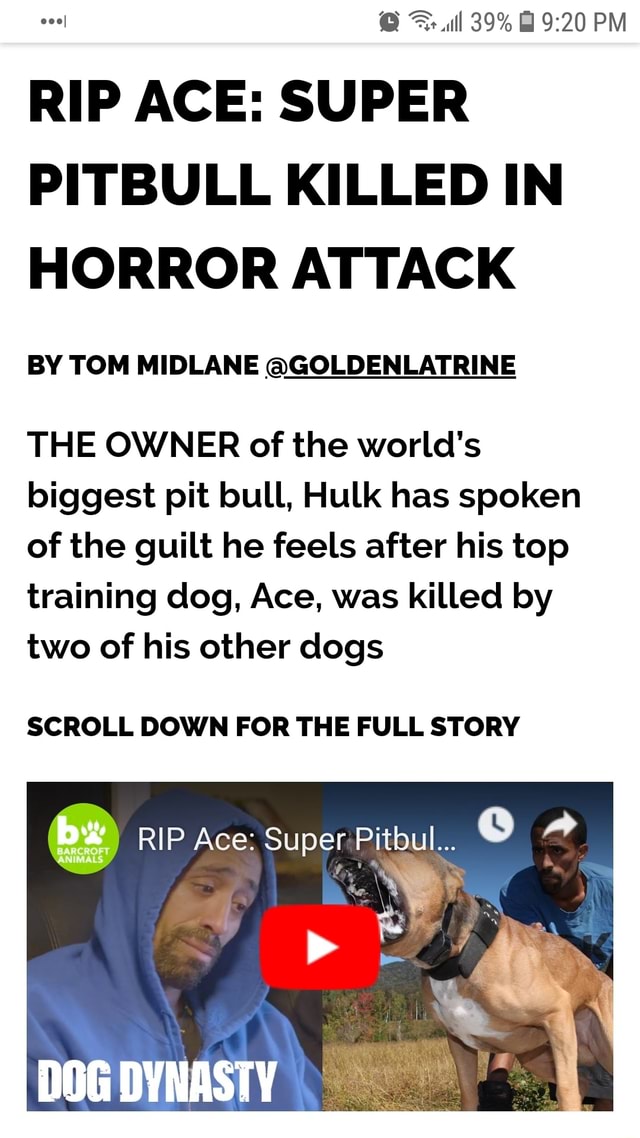 Rip Ace Super Pitbull Killed In Horror Attack By Tom Midlane Goldenlatrine The Owner Of The World S Biggest Pit Bull Hulk Has Spoken Of The Guilt He Feels After His Top Training