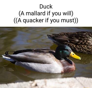 Duck (A mallard if you will) ((A quacker if you must)) - iFunny