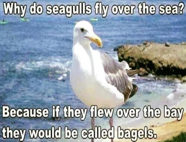 Why do seagulls fly over the sea? Because if they flew over the bay ...