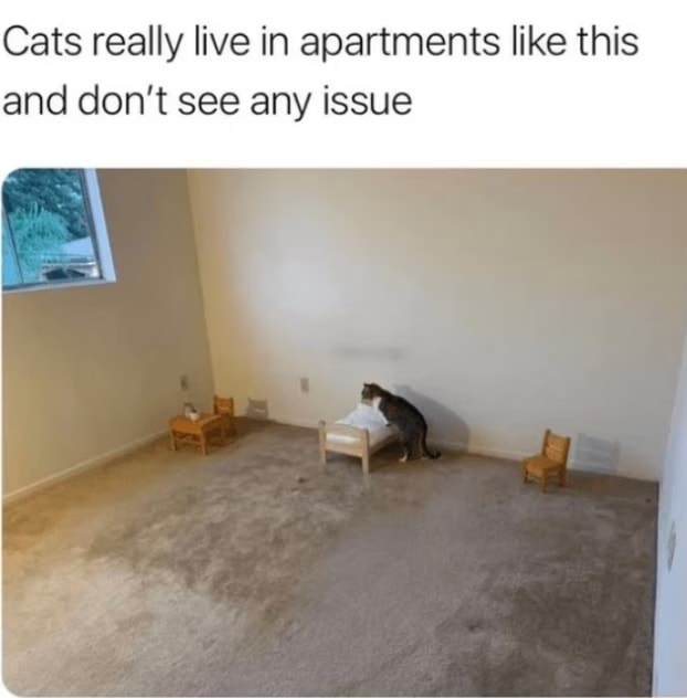 Cats really live in apartments like this and don't see any issue iFunny