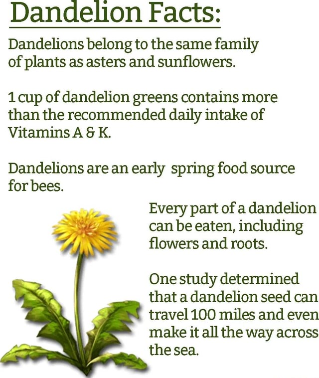 Dandelion Facts Dandelions belong to the same family of plants as