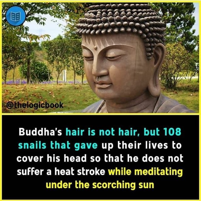 Buddha's hair is not hair, but 108 snails that gave up their lives to cover  his head so that he does not suffer a heat stroke while meditating under  the scorching sun -
