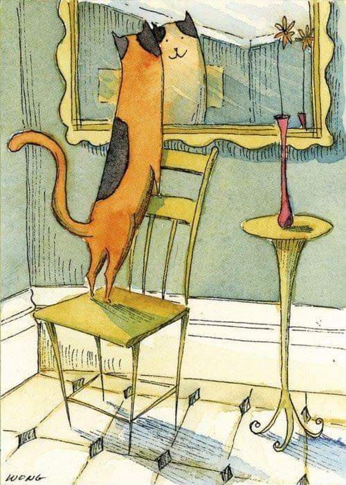 Mirror mirror on the wall. Who is the handsomest kitty of them all