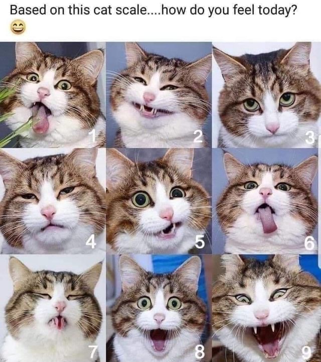 Based on this cat scale....how do you feel today? iFunny