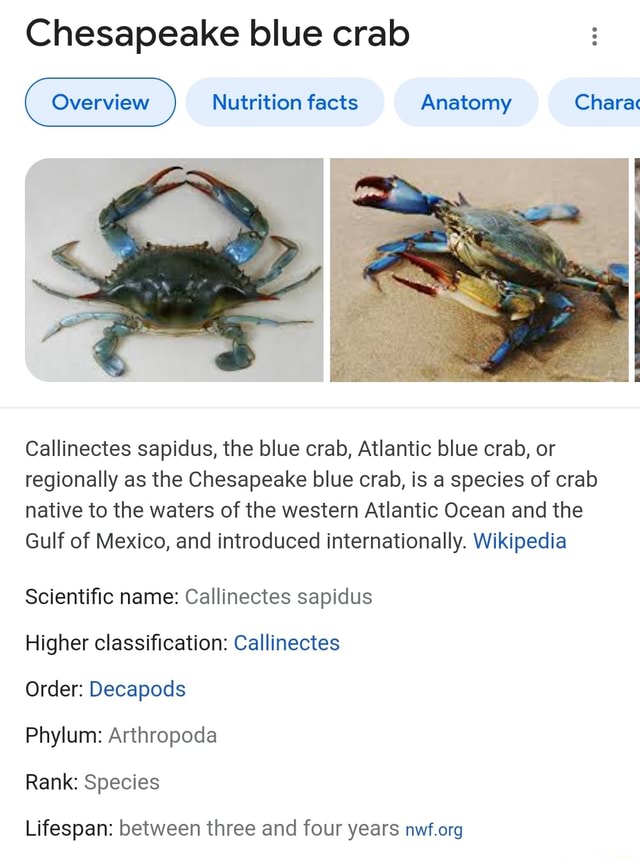 Chesapeake blue crab Nutrition facts Anatomy Chara Callinectes sapidus