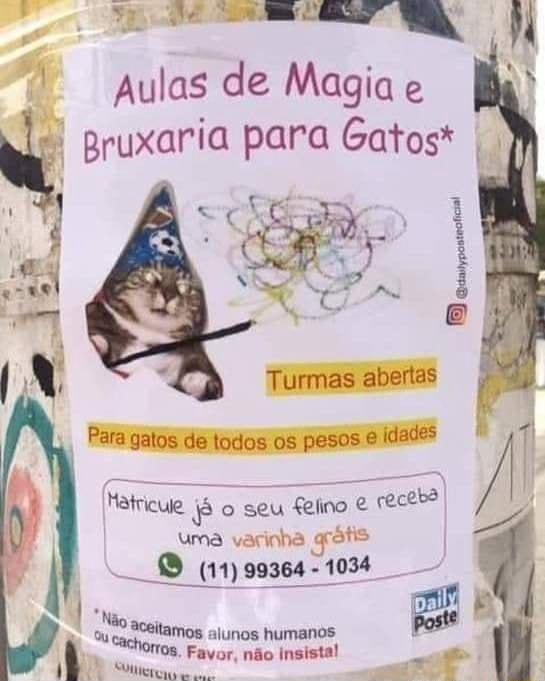 Aulas de Magia e Bruxaria para Gatos* Turmas abertas Para gatos de ...