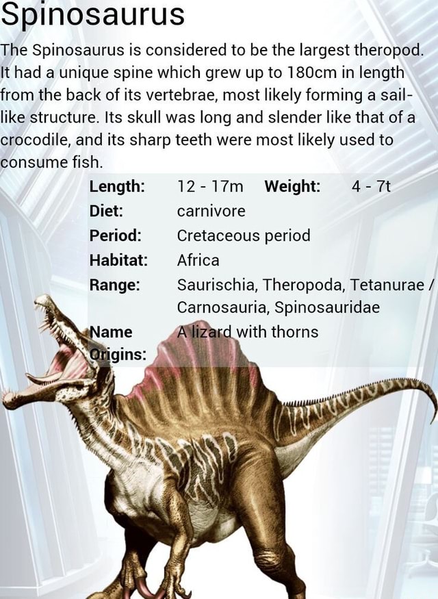 Spinosaurus The Spinosaurus is considered to be the largest theropod ...