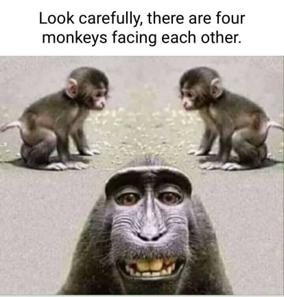 Look carefully, there are four monkeys facing each other. - iFunny