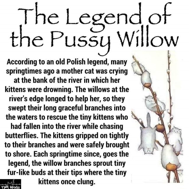 The Legend Of The Pussy Willow According To An Old Polish Legend Many Springtimes Ago A Mother 3111