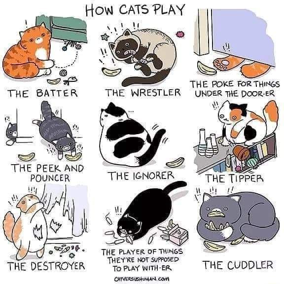THE BATTER THE PEEK AND POUNCER THE DESTROYER How CATS PLAY THE POKE the-batter-the-peek-and-pouncer-the-destroyer-how-cats-play-the-poke