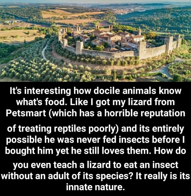 What's food. Like I got my lizard from Petsmart (which has a horrible