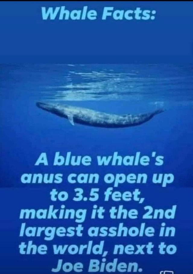 Whale Facts: A blue whale's anus can open up to 3.5 feet, making it the ...