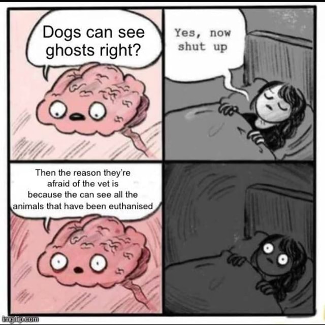 dogs see ghosts