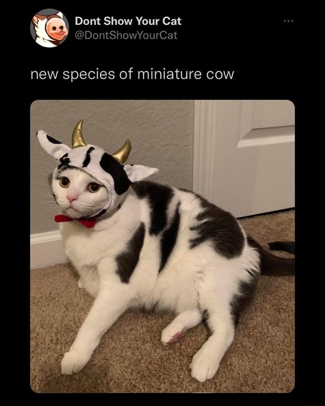 Dont Show Your Cat \ DontShowYourCat new species of miniature cow iFunny
