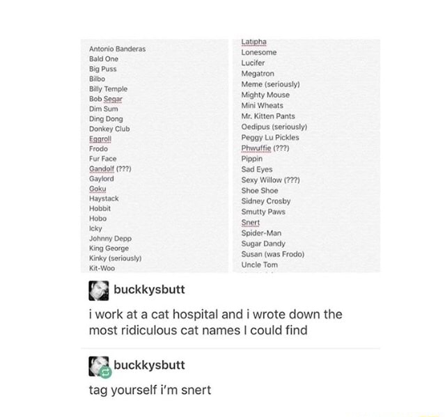 Most Ridiculous Cat Names I Could Find 3 Buckkysbutt Tag Yourself I M Snen