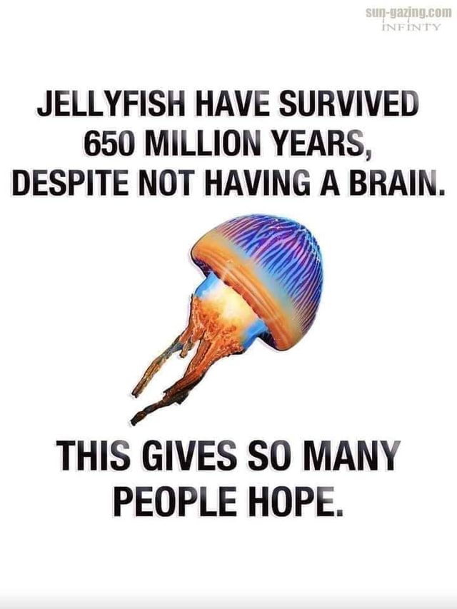 JELLYFISH HAVE SURVIVED 650 MILLION YEARS, DESPITE NOT HAVING A BRAIN