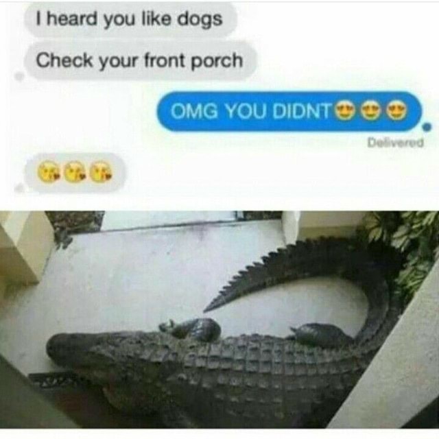 I heard you like dogs Check your front porch We YOU DIDNTS - iFunny