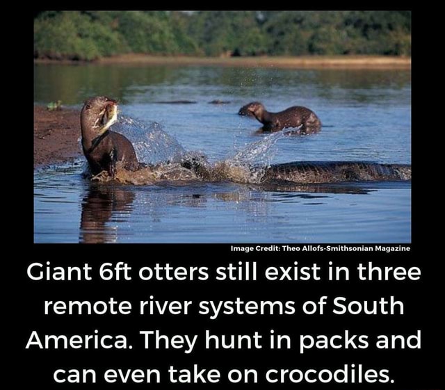 Giant 6ft Otters Stiil Exist In Thiee Remote River Systems Of South America Thev Hunt In Packs And