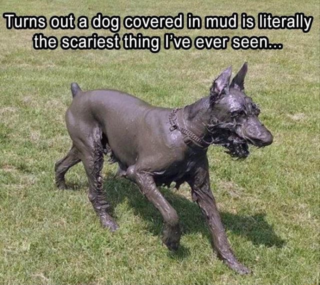 Turns out a dog covered in mud is literally the scariest thing I've