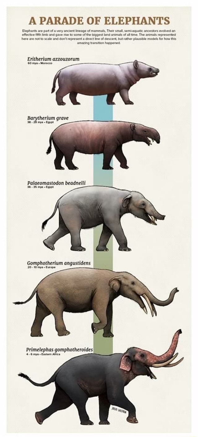 A PARADE OF ELEPHANTS Blephants are part of a very ancient lineage of ...