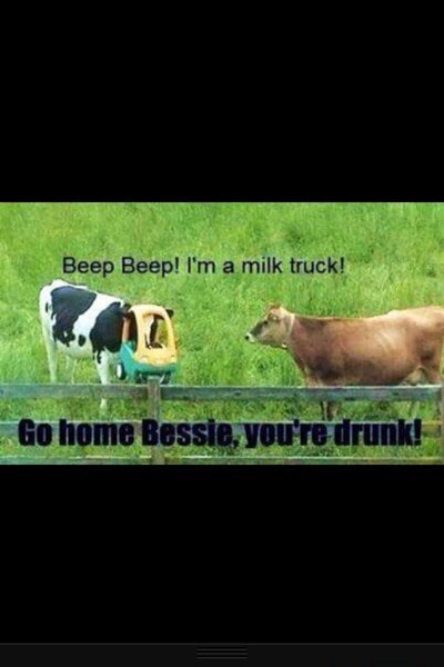matematiker indad Revision Beep Beep! I'm a milk truck! Go home Bessie, you're drunk! - )