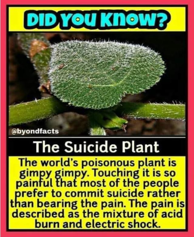 DID, You Know? '@byondfacts The Suicide Plant The World's Poisonous ...