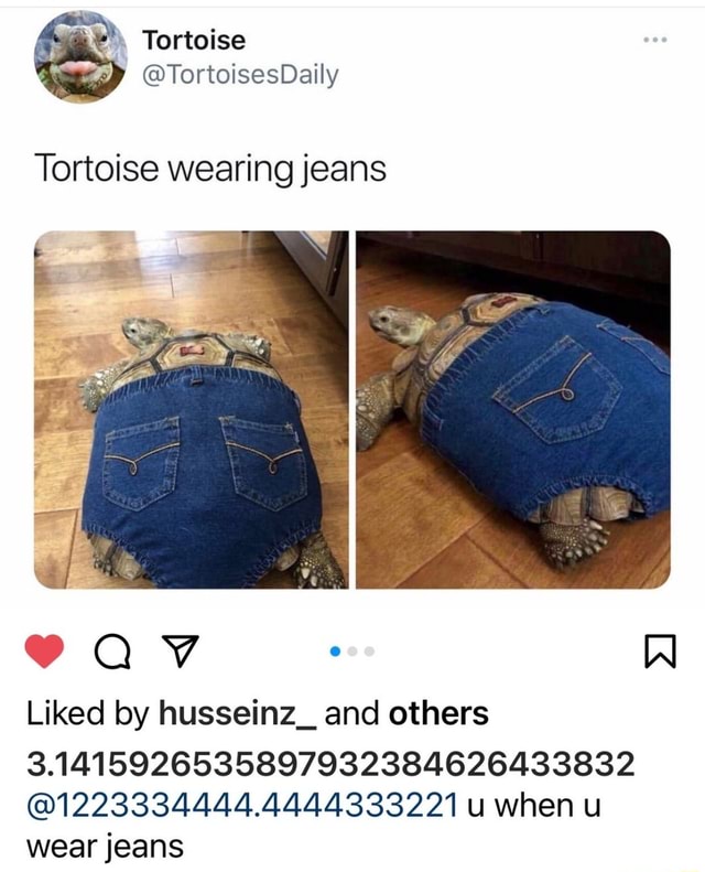 & Tortoise