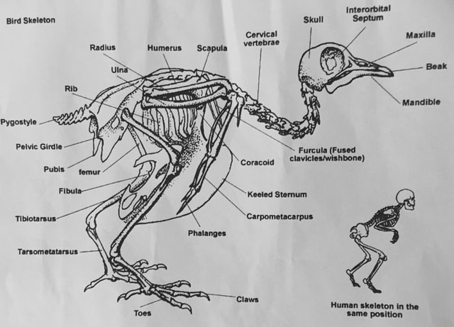 Interorbital Bird Skeleton Skull Septum Cervical vertebrae Maxilla ...