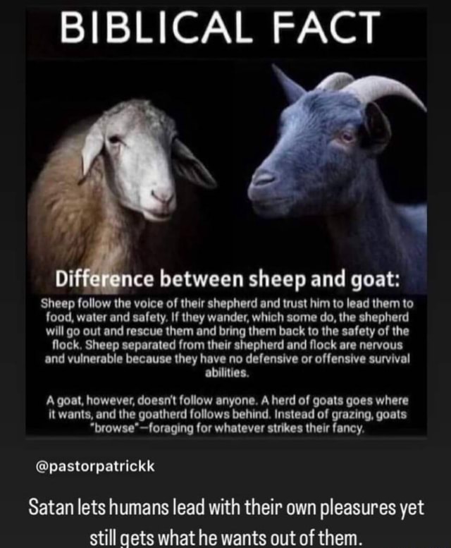 BIBLICAL FACT ce between sheep and goat: Sheep follow the voice of ...