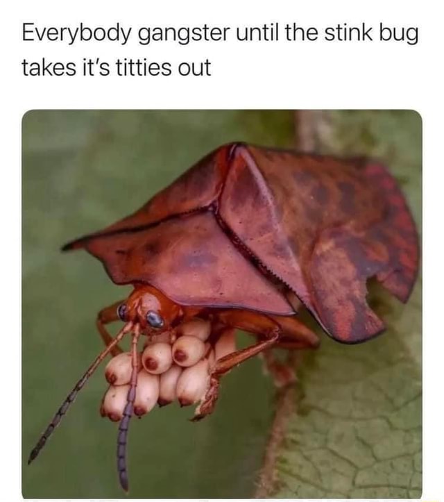 Friday Stolen Meme Dump Everybody gangster until the stink bug takes