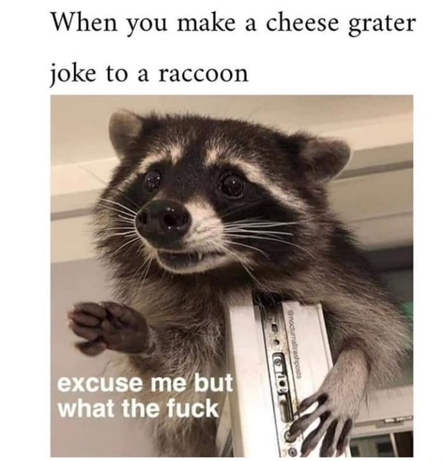 When you make a cheese grater joke to a raccoon.