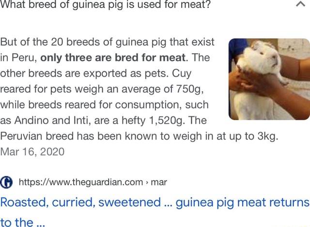 What breed of guinea pig IS used tor meat? 