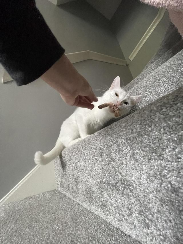 Tony tried chicken necks for the first time today and really enjoyed