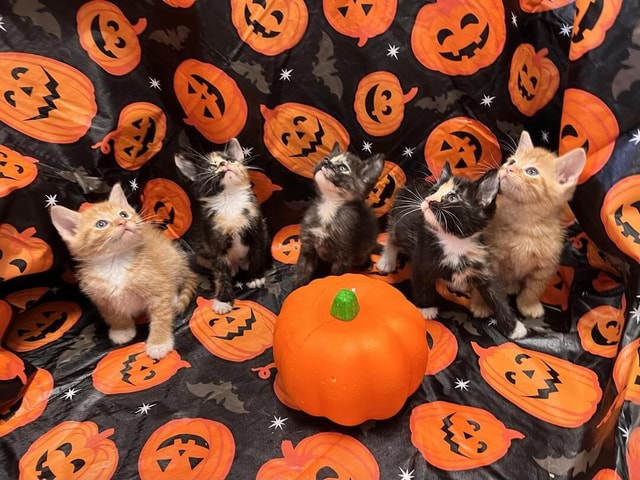 Spooky kitten pictures! - iFunny